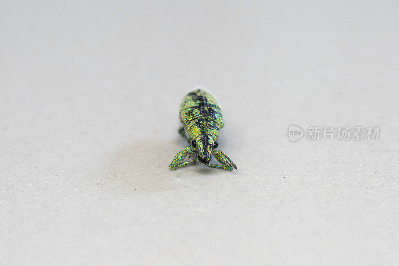 “一个象鼻虫的特写镜头，一种甲虫(昆虫/鞘翅目)有闪亮的颜色点